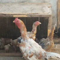 لاری افغان مرغ،خروس و جوجه|حیوانات مزرعه|اصفهان, جنیران (لادان)|دیوار