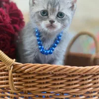 بچه گربه اسکاتیش شورت هیر