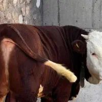 خرید فوروش گاو شیری گوشتی گوساله‌