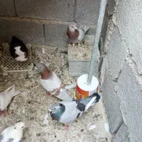 کفتر