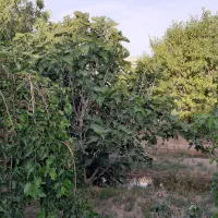 باغ-850-متری-با-درختان-میوه