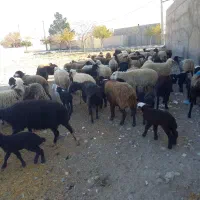 ۵۶راس میش کرد افشار