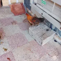 خلفه مرغ