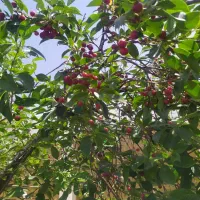 زمین خانه باغ