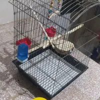 قفس|لوازم جانبی حیوانات|کرمانشاه, |دیوار