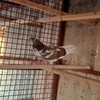 ۲تا جوجه|پرنده|تهران, کیانشهر|دیوار