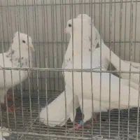 5  طوق طوقی الماسی هفترنگ  نر|پرنده|شاهین‌شهر, فیض|دیوار