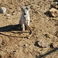 فروش یک عدد سگ ماده