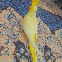 طوطی عروس هلندی دستی