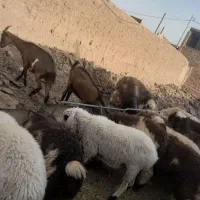 فروش بره