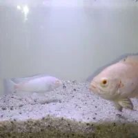 آکواریوم شیشه خم