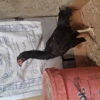مرغ کرچ لاری