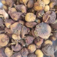 انجیر ذایعات