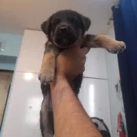 توله های ژرمن آماده تحویل|سگ|مشهد, وکیلآباد|دیوار