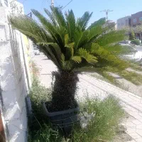 سیکاس|گل و گیاه طبیعی|سرخرود, |دیوار