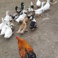اردک محلی یک ساله فروش فوری قیمت عالی