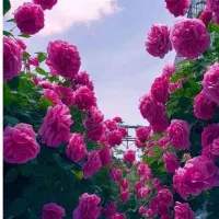 سیم کارت رند 09181411080