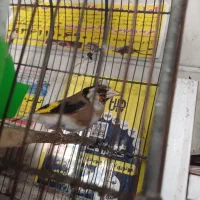 سهره نر|پرنده|ری, سرتخت|دیوار