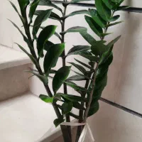 گل طبیعی با رشد عا لی