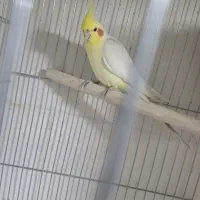 یک جفت عروس لوتینو