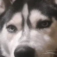 سگ هاسگی چشم یخی