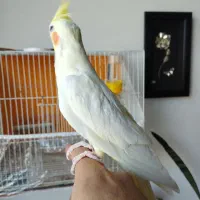 عروس هلندی لوتینو