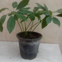 فروش گل های شاداب