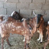 بز پاکستانی|حیوانات مزرعه|احمدآبادمستوفی, |دیوار