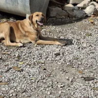 سگ سرابی|سگ|خرم‌آباد, |دیوار