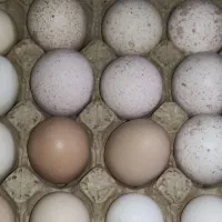 تخم بوقلمون برنز وگلین نطفه دار