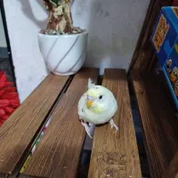 مرغ عشق