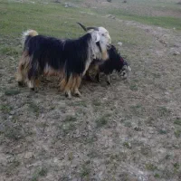 بعده تخمی|حیوانات مزرعه|ایذه, |دیوار