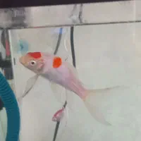 ماهی کوی چرمی باله بلند