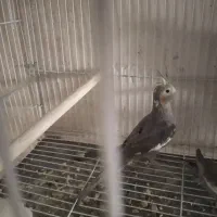 جوجه عروس هلندی سیامون