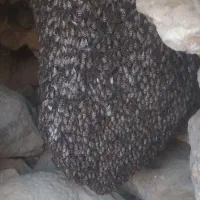 کوهی