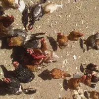 مرغ گلپایگان