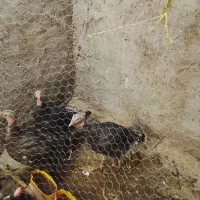 بوقلمون فروشی|حیوانات مزرعه|بم, |دیوار