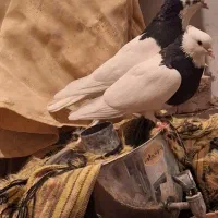 نرماده طوق سیاه کلایی