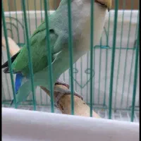 کوتوله چند رنگ ماده بالغ