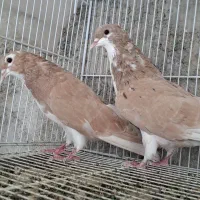 ساده هفترنگ جفت نر