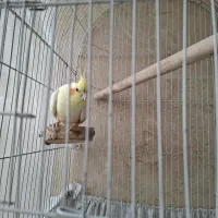 فروش دوعددعروس هلندی