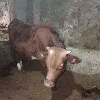 فروش گوساله نر|حیوانات مزرعه|خاروانا, |دیوار