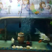 آکواریوم