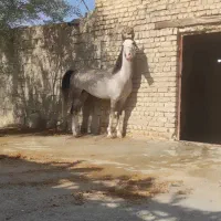 نریان کره رخش نوربخش وکامران قدیری