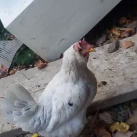 مرغ محلی تخم گذار|حیوانات مزرعه|قرچک, مهدیه|دیوار