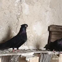 کفتر|پرنده|چرام, |دیوار