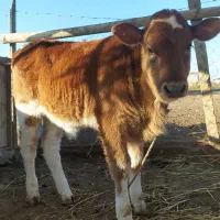 گوساله قرمز نر