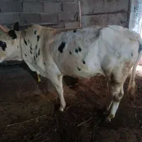 گاو نر ،تشک ،ورزا،