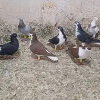 کفتر|پرنده|اسفراین, |دیوار