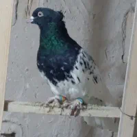 دوتا کبوتر اصلی پرشی